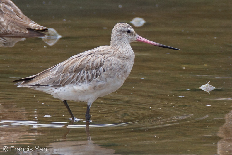 Bar-tailed_Godwit-110901-107EOS7D-IMG_4273-W.jpg