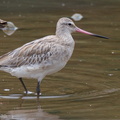 Bar-tailed_Godwit-110901-107EOS7D-IMG_4273-W.jpg