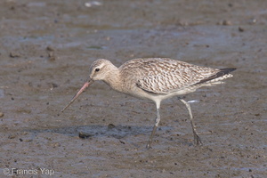 Bar-tailed Godwit-121016-102EOS1D-FY1X7579-W.jpg