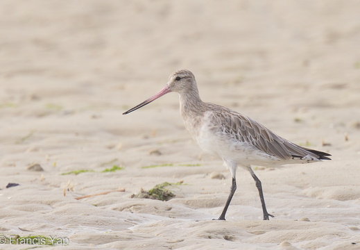 Bar-tailed Godwit