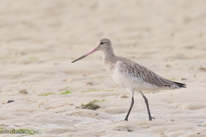 Bar-tailed Godwit-170924-113EOS1D-F1X20557-W.jpg