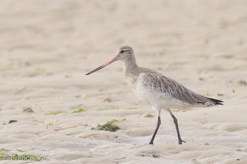 Bar-tailed_Godwit-170924-113EOS1D-F1X20557-W.jpg