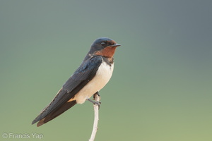 Barn Swallow-160208-102EOS5D-FY5S1513-W.jpg