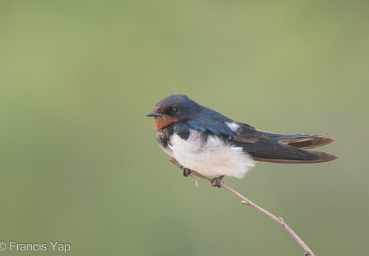 Barn Swallow