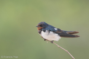 Barn Swallow-160208-123EOS1D-FY1X4276-W.jpg