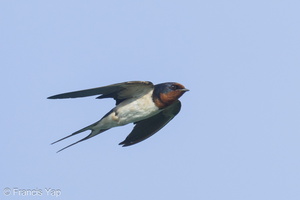 Barn Swallow-240929-246MSDCF-FYP04096-W.jpg