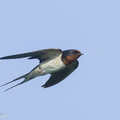 Barn_Swallow-240929-246MSDCF-FYP04096-W.jpg