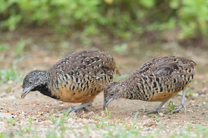 Barred Buttonquail-160803-102EOS1D-F1X28997-W.jpg