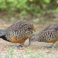 Barred_Buttonquail-160803-102EOS1D-F1X28997-W.jpg