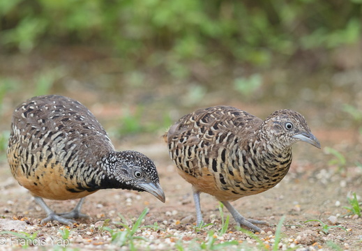 Barred Buttonquail