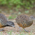Barred_Buttonquail-160803-102EOS1D-F1X29205-W.jpg