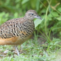 Barred_Buttonquail-160829-103EOS1D-F1X29773-W.jpg