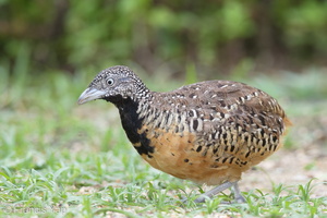 Barred Buttonquail-160829-103EOS1D-F1X29984-W.jpg