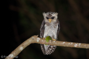 Barred Eagle-Owl-180816-117EOS1D-F1X23458-W.jpg