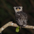 Barred_Eagle-Owl-180816-117EOS1D-F1X23484-W.jpg