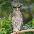 Barred_Eagle-Owl-180829-102EOS5D-FY5S5795-W.jpg