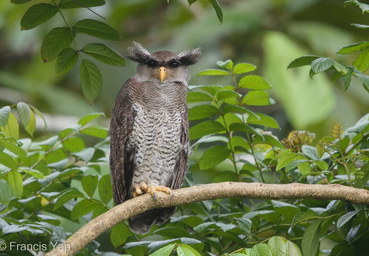 Barred Eagle-Owl