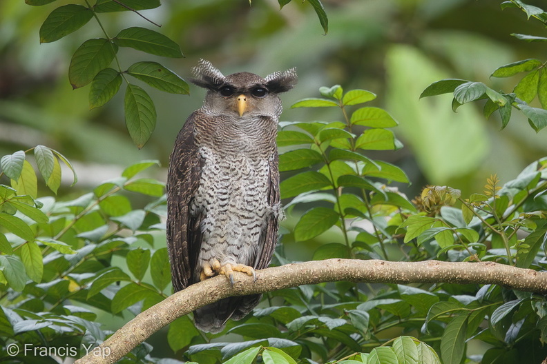 Barred_Eagle-Owl-180829-117EOS1D-F1X24284-W.jpg