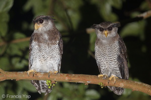 Barred Eagle-Owl-180901-117EOS1D-F1X25086-W.jpg