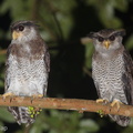 Barred_Eagle-Owl-180901-117EOS1D-F1X25086-W.jpg