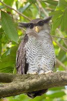 Barred Eagle-Owl-190815-118EOS1D-F1X29147-W.jpg