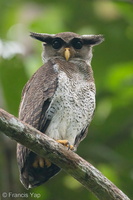 Barred Eagle-Owl-210106-129MSDCF-FYP02415-W.jpg