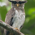 Barred_Eagle-Owl-210106-129MSDCF-FYP02415-W.jpg