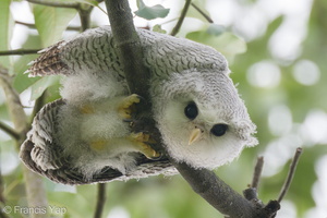 Barred Eagle-Owl-210407-106MSDCF-FRY09572-W.jpg