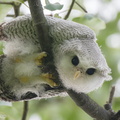 Barred_Eagle-Owl-210407-106MSDCF-FRY09572-W.jpg