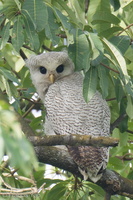 Barred Eagle-Owl-210419-107MSDCF-FRY09938-W.jpg