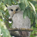 Barred_Eagle-Owl-210419-107MSDCF-FRY09938-W.jpg