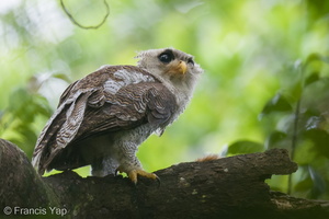 Barred Eagle-Owl-210908-119MSDCF-FRY07842-W.jpg