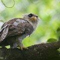 Barred_Eagle-Owl-210908-119MSDCF-FRY07842-W.jpg