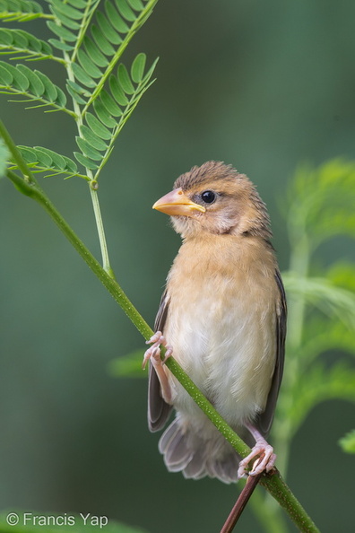 Baya_Weaver-140810-117EOS1D-FY1X8555-W.jpg