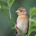 Baya_Weaver-140810-117EOS1D-FY1X8555-W.jpg