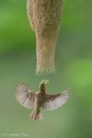 Baya Weaver-240526-229MSDCF-FYP02929-W.jpg