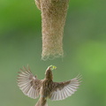 Baya_Weaver-240526-229MSDCF-FYP02929-W.jpg