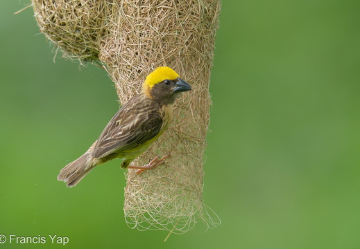 Baya Weaver