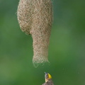 Baya_Weaver-240528-230MSDCF-FYP07410-W.jpg