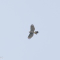 Besra-241013-247MSDCF-FYP03654-W.jpg
