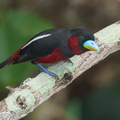 Black-and-red_Broadbill-230604-206MSDCF-FYP01218-W.jpg