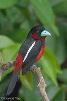 Black-and-red Broadbill-230604-206MSDCF-FYP01782-W.jpg