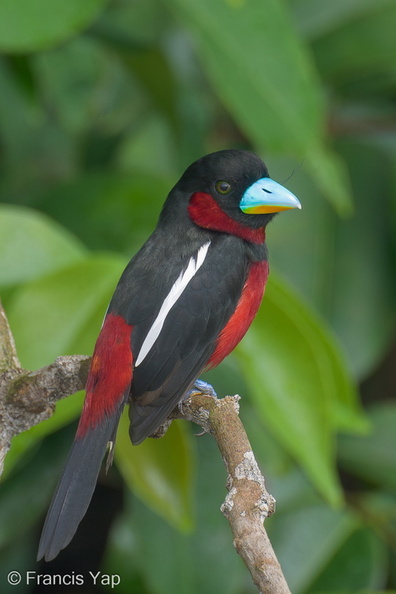 Black-and-red_Broadbill-230604-206MSDCF-FYP01782-W.jpg