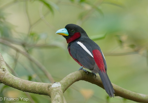 Black-and-red Broadbill