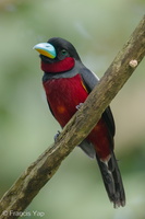 Black-and-red Broadbill-240425-225MSDCF-FYP09826-W.jpg