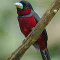 Black-and-red_Broadbill-240425-225MSDCF-FYP09826-W.jpg