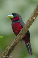 Black-and-red Broadbill-240425-226MSDCF-FYP00740-W.jpg