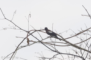 Black-and-white Bulbul-120529-111EOS1D-FYAP4818-W.jpg