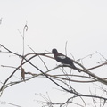 Black-and-white_Bulbul-120529-111EOS1D-FYAP4818-W.jpg