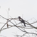 Black-and-white_Bulbul-120529-111EOS1D-FYAP4823-W.jpg